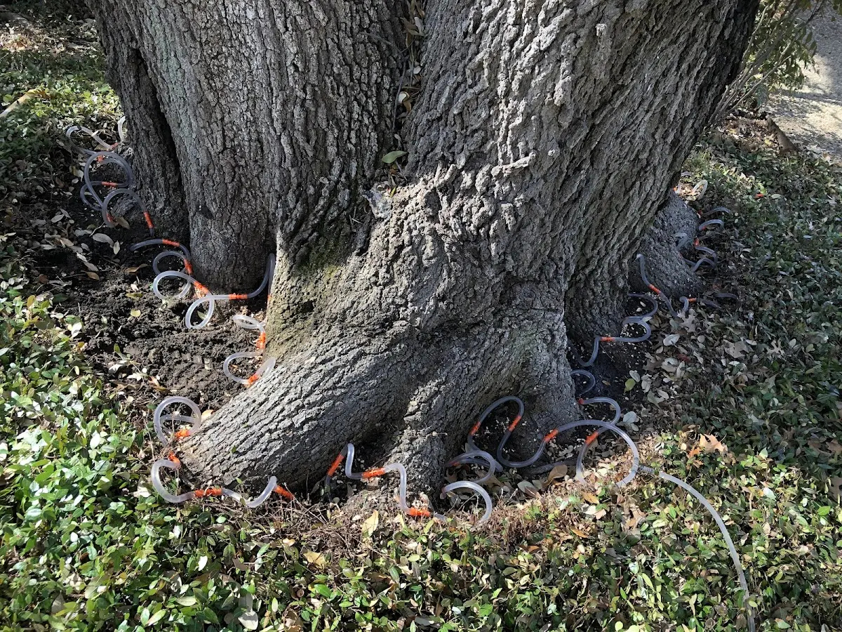 Detailed Tree Cabling and Bracing job site in Chippewa Lake